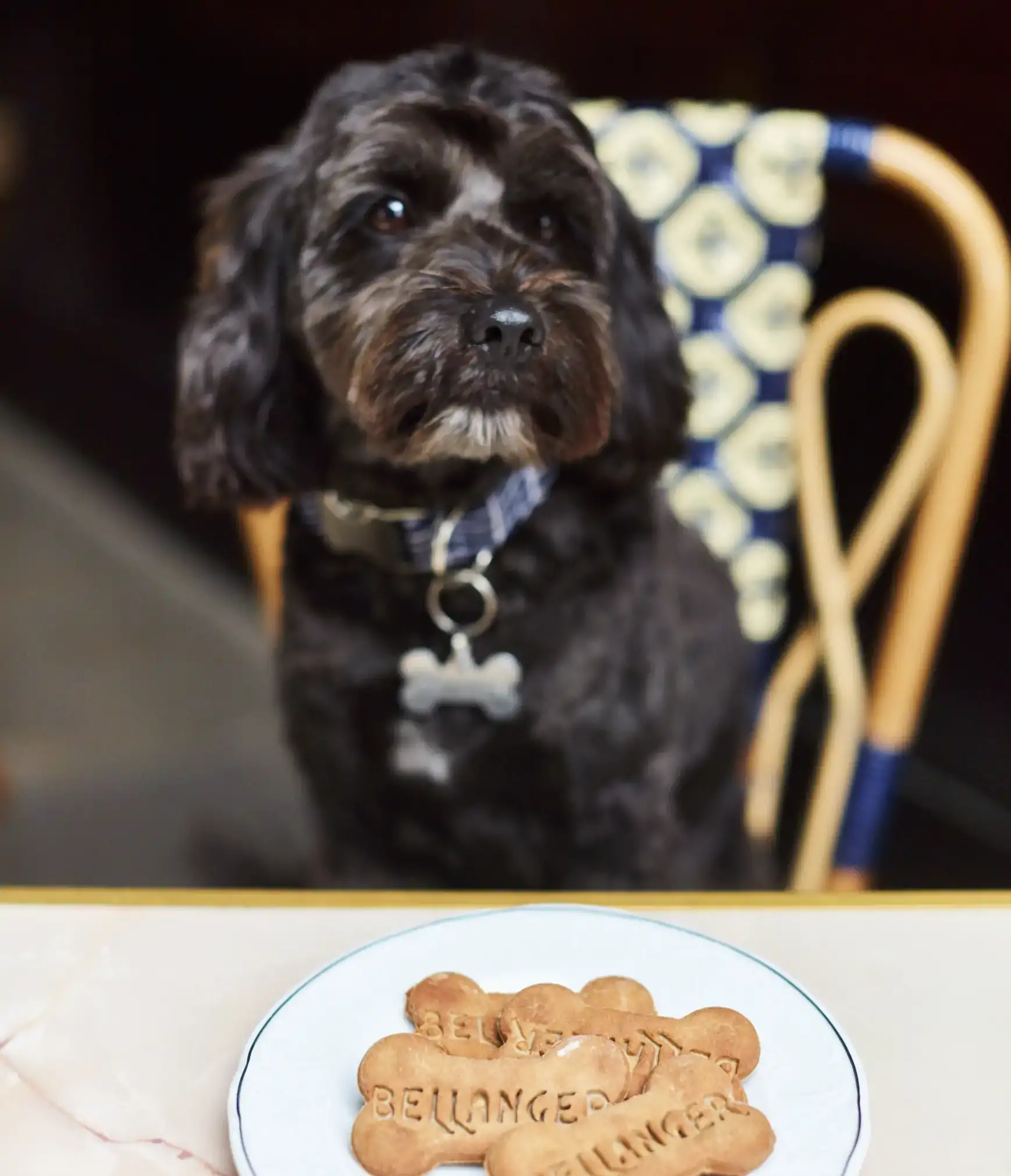 A dog sitting on a chair with a plate of biscuits at Bellanger, one of the best dog-friendly restaurants in London.